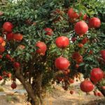 Pomegrant, Pomegranate tree