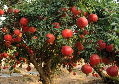 Pomegrant, Pomegranate tree