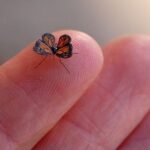 Buterfly