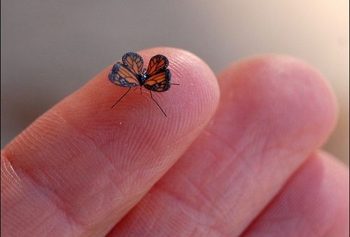 Buterfly