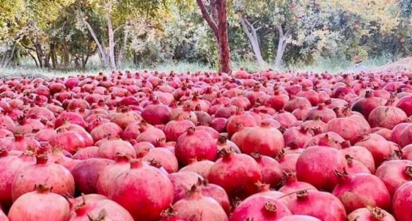 د کندهار د انارو ۲۰ سلنه کمښت؛ د ۴۸ ميليونه ډالرو صادرات یې لرل - تاند