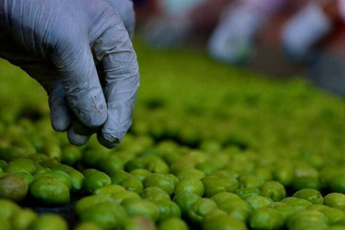 Zaitoon- زیتون- Olive